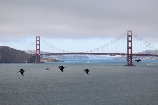 The Pelicans totally photobombed me - Golden Gate Bridge from Lands End